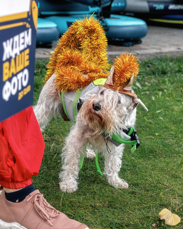 Про Питер - Владимир Колесников