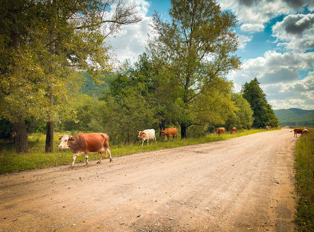 Утро - Larisa Kuznetsova
