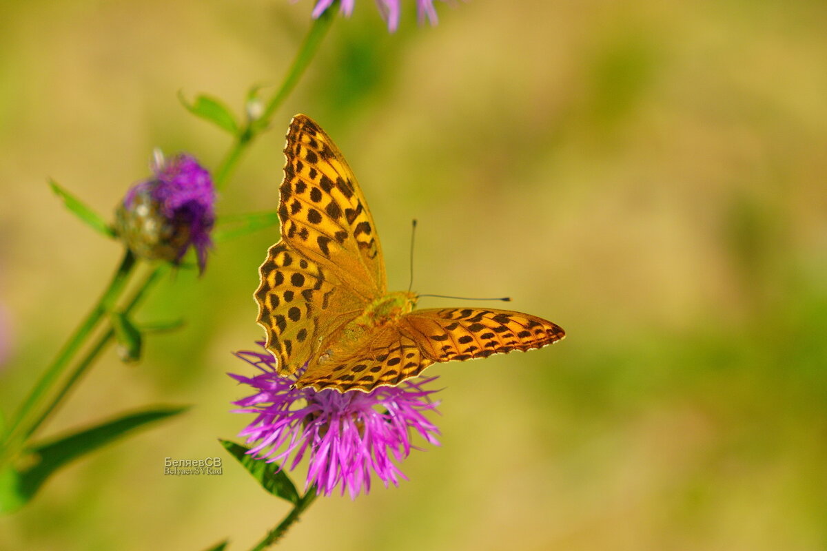 Бабочка перламутровка - Сергей Беляев