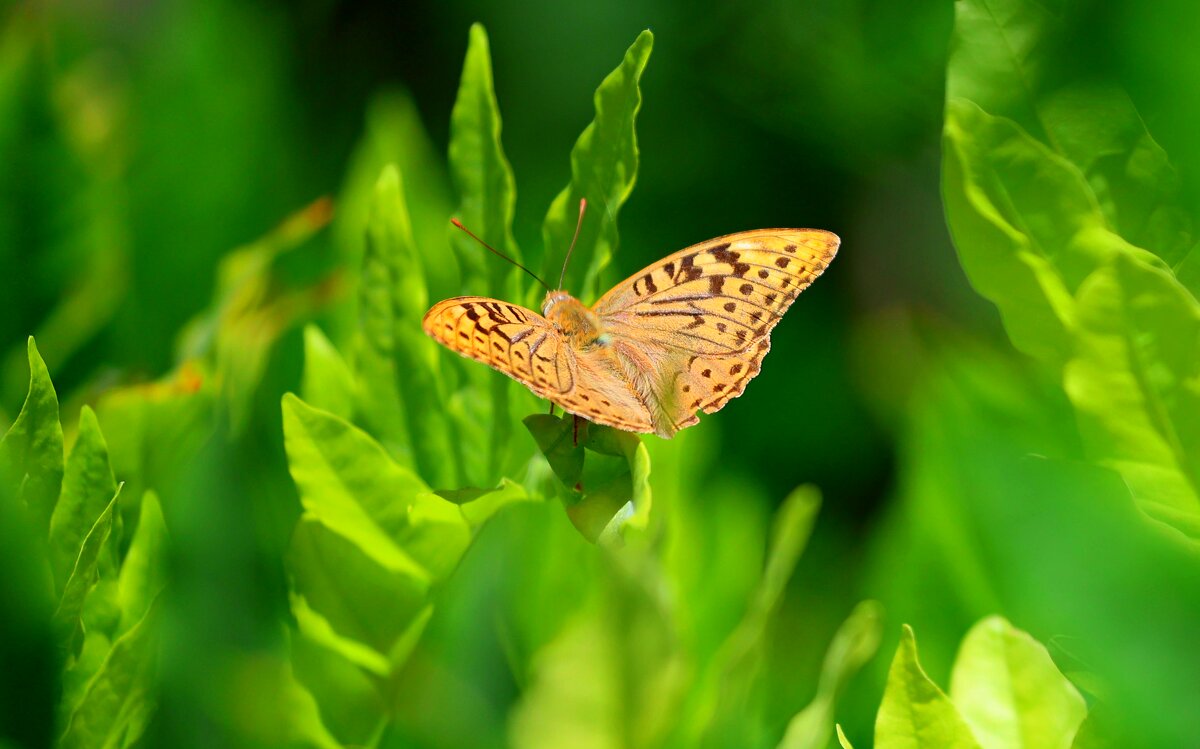 Последние летние денёчки - Светлана Тихонина