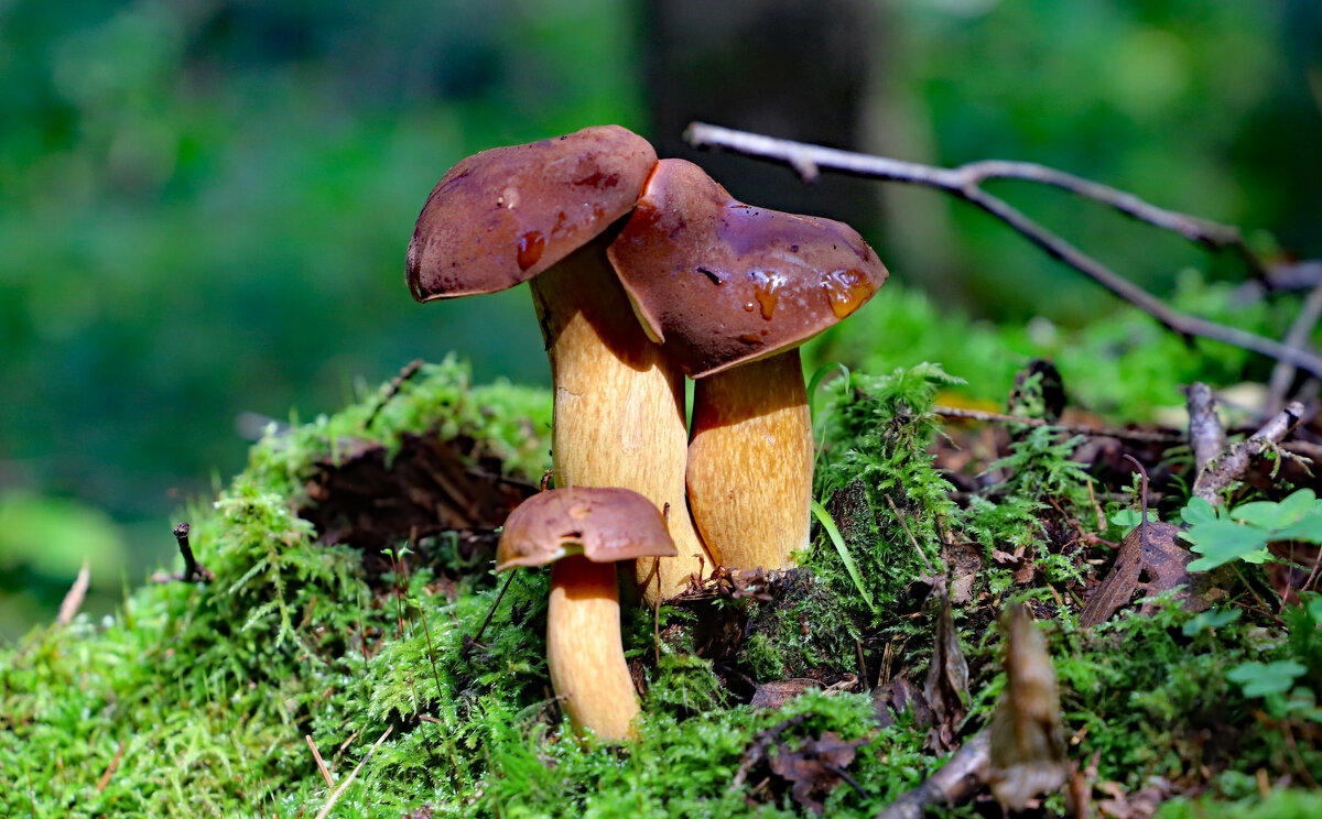 гриб польский - краснов юрий 