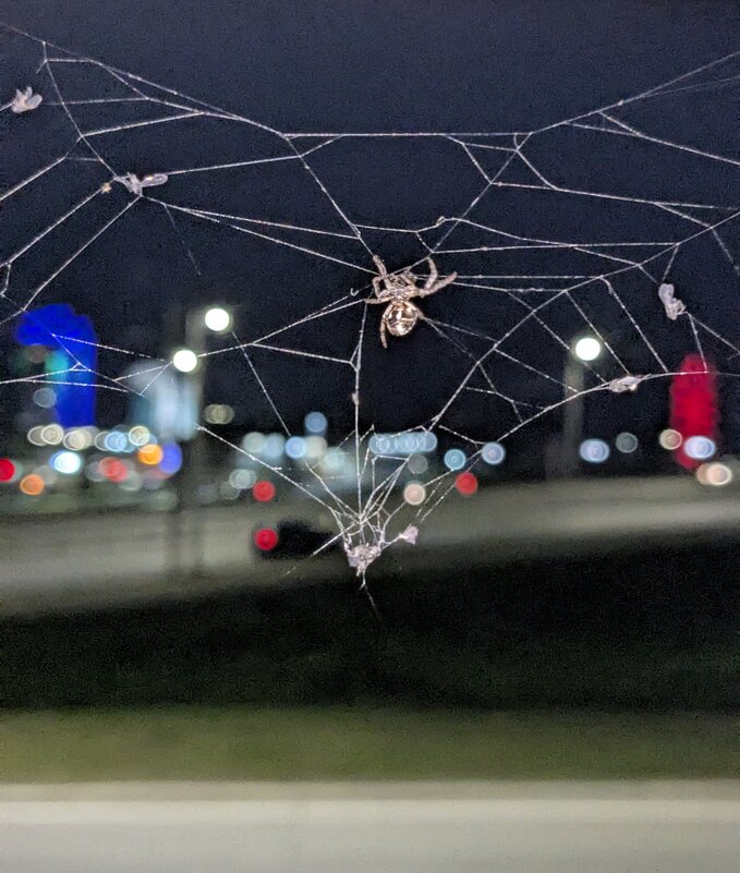 Паутина - Оксана Я