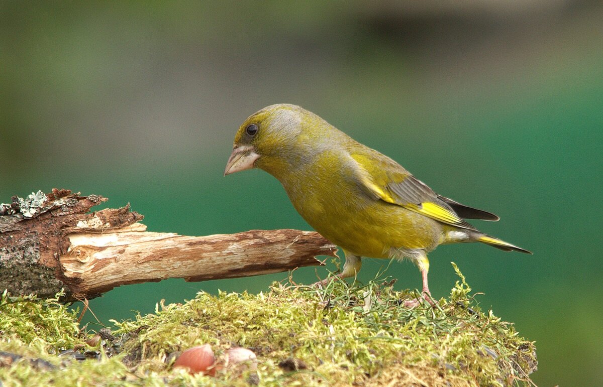Интерес - Вячеслав Минаев
