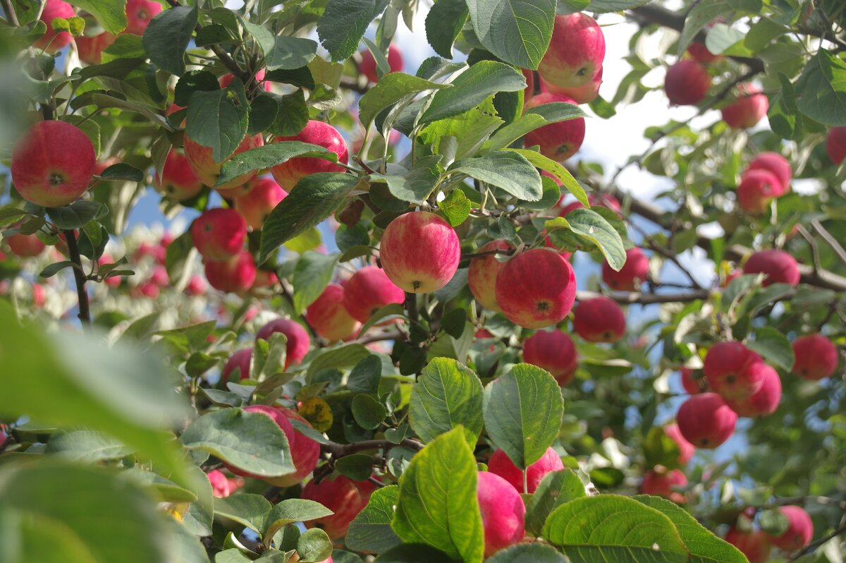 Урожайный год - Сергей Швечков
