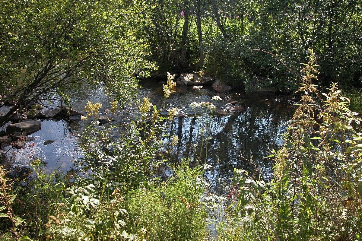 Позднее лето. - Наталья Лунева Позднее лето. - Наталья Лунева