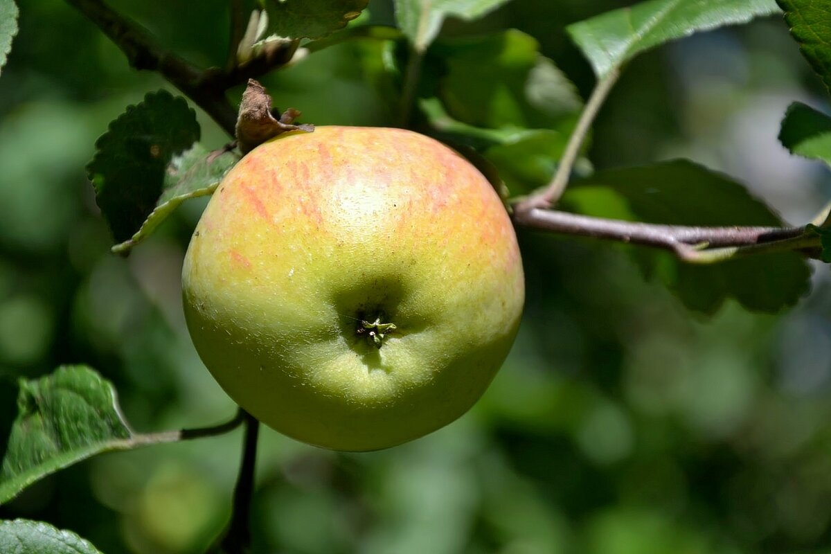 Август Лето Яблоки - Михаил Столяров