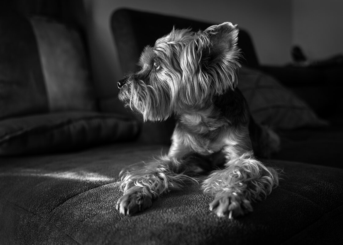 Сосед зашел в гости - Юрий Вайсенблюм Сосед зашел в гости - Юрий Вайсенблюм