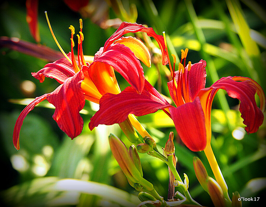 они на радость нам даны - Олег Лукьянов они на радость нам даны - Олег Лукьянов