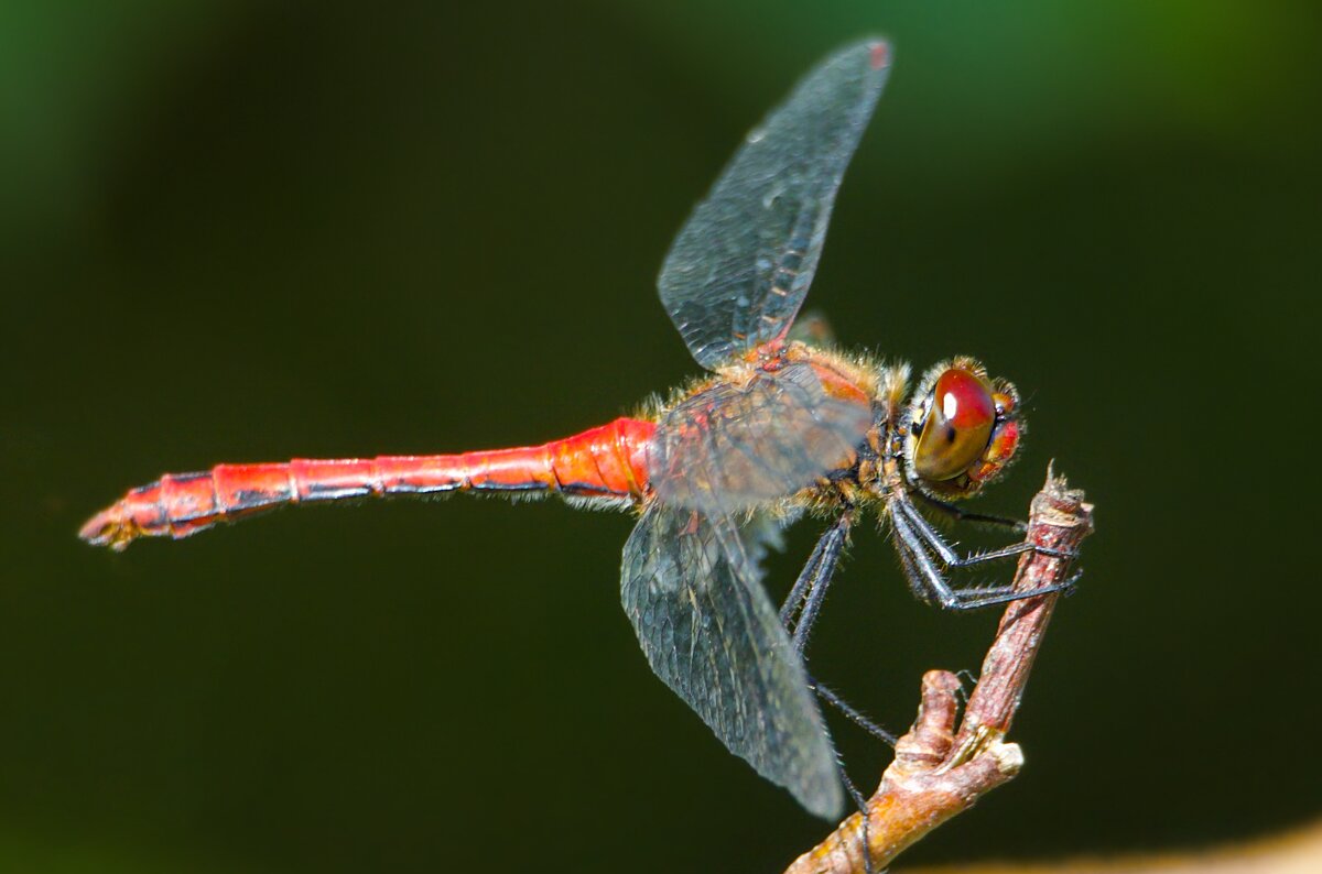 *** - Олег Алексеев