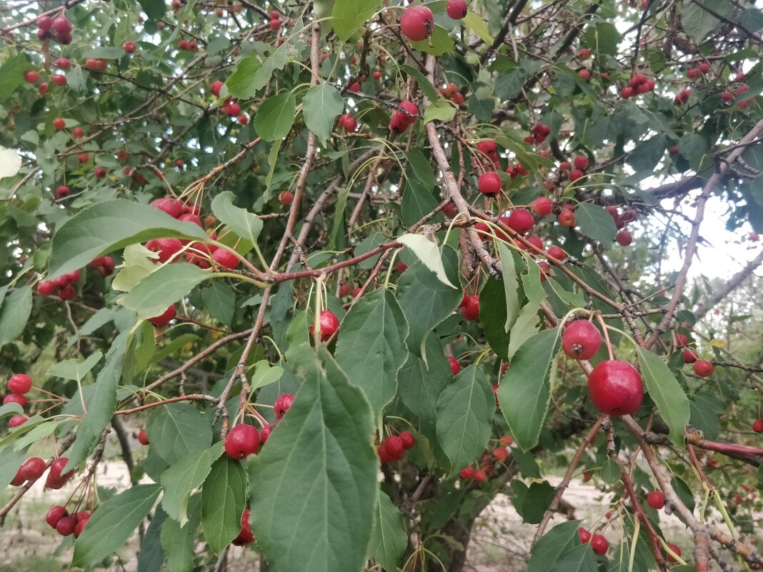 Ранетки - Андрей Хлопонин Ранетки - Андрей Хлопонин