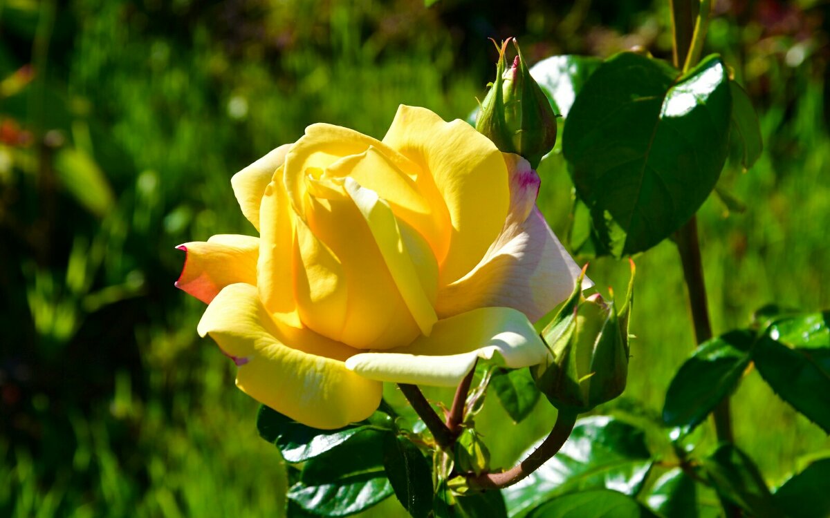 О цветах в последний день лета. - Милешкин Владимир Алексеевич О цветах в последний день лета. - Милешкин Владимир Алексеевич