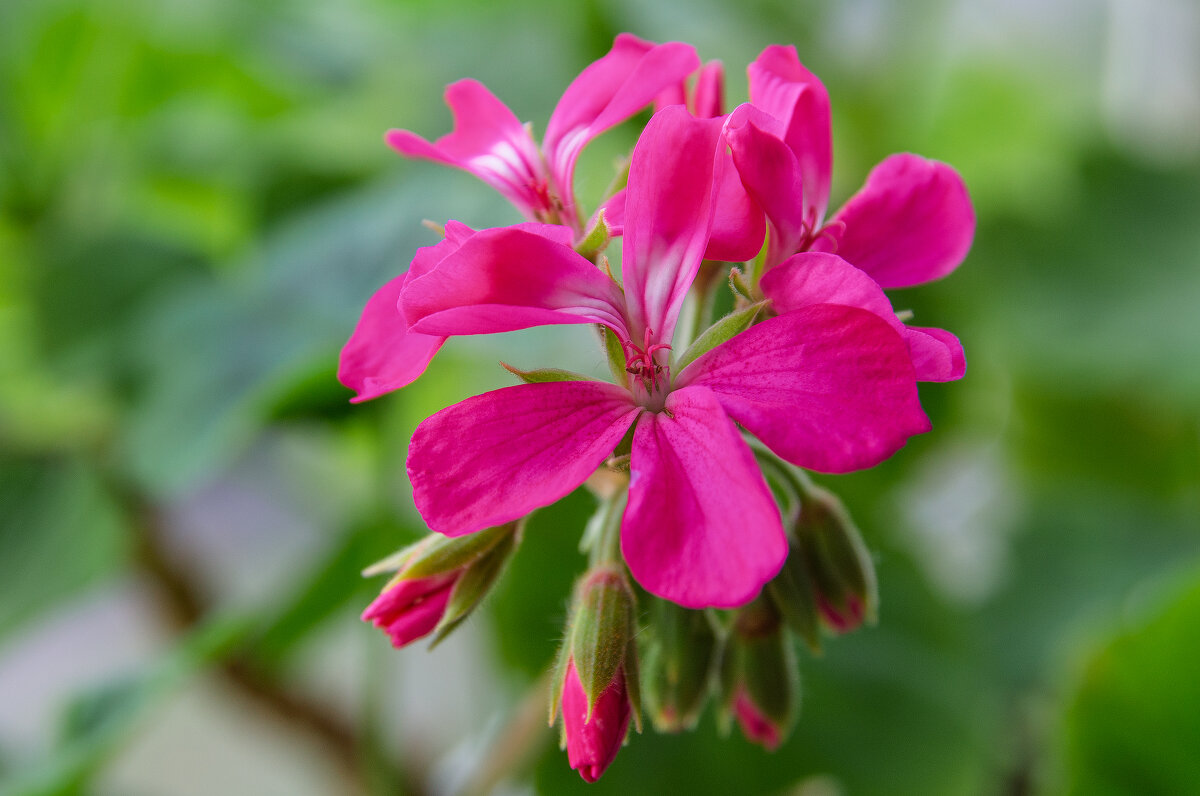 *** - Виктор Иванович Чернюк