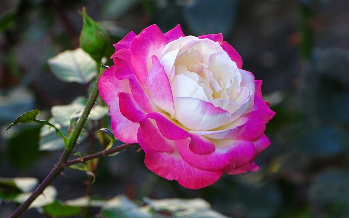 О цветах в последний день лета. - Милешкин Владимир Алексеевич 