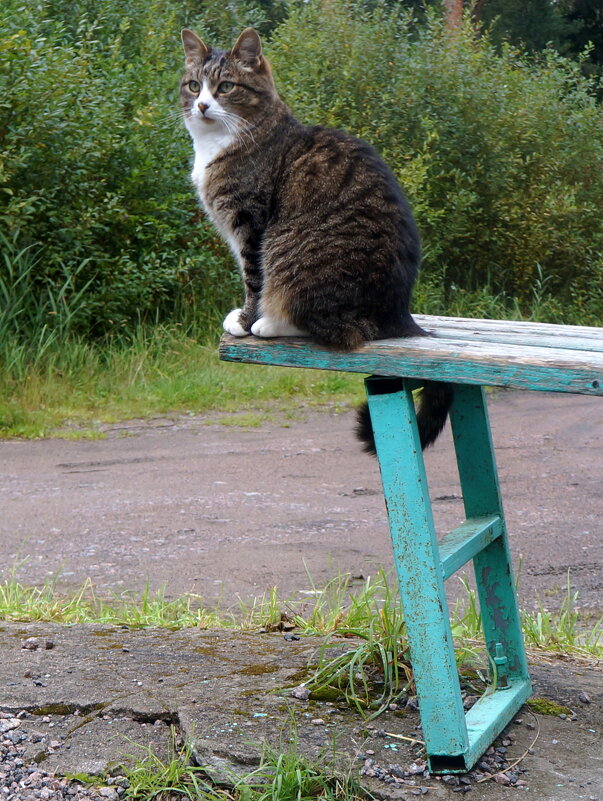 смотритель Солнечного - zavitok *