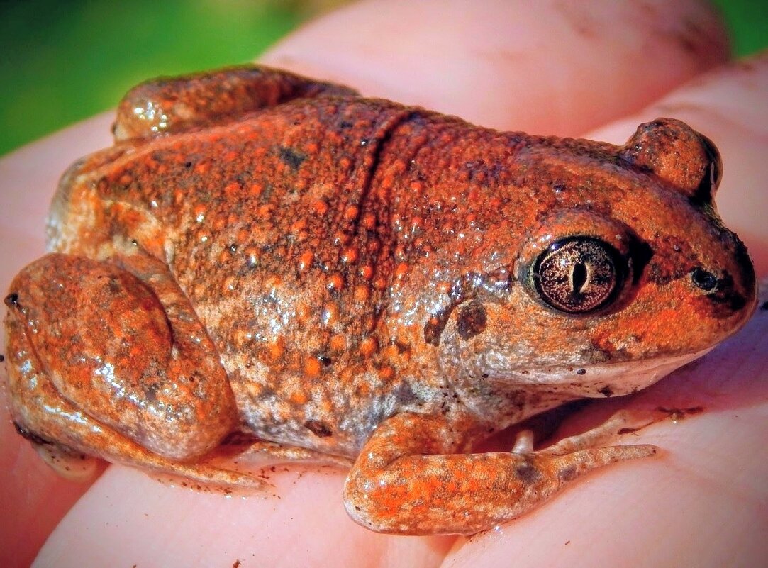 Квакушонок! ...  ( лягушка-чесночница! ) ) - Елена Хайдукова  ( Elena Fly )