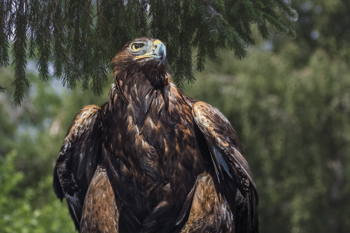 Беркут - SanSan 