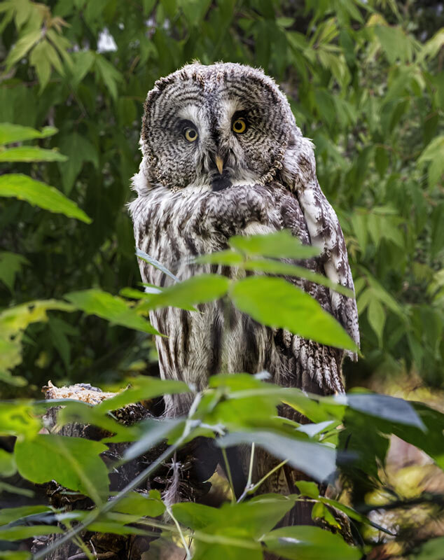 Неясыть - SanSan 