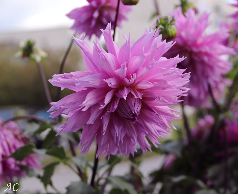 Такие мы разные! - Любовь Сахарова