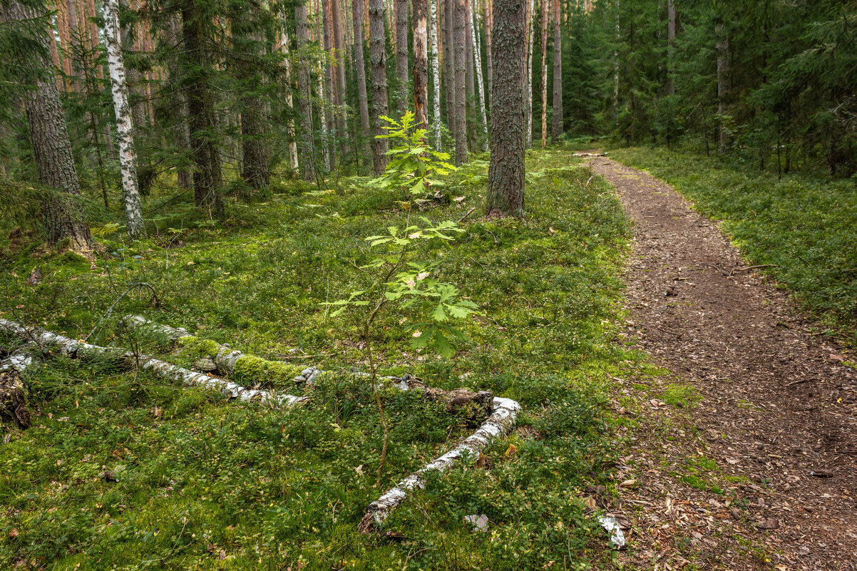 Свой среди чужих. - Михаил "Skipper" Свой среди чужих. - Михаил "Skipper"