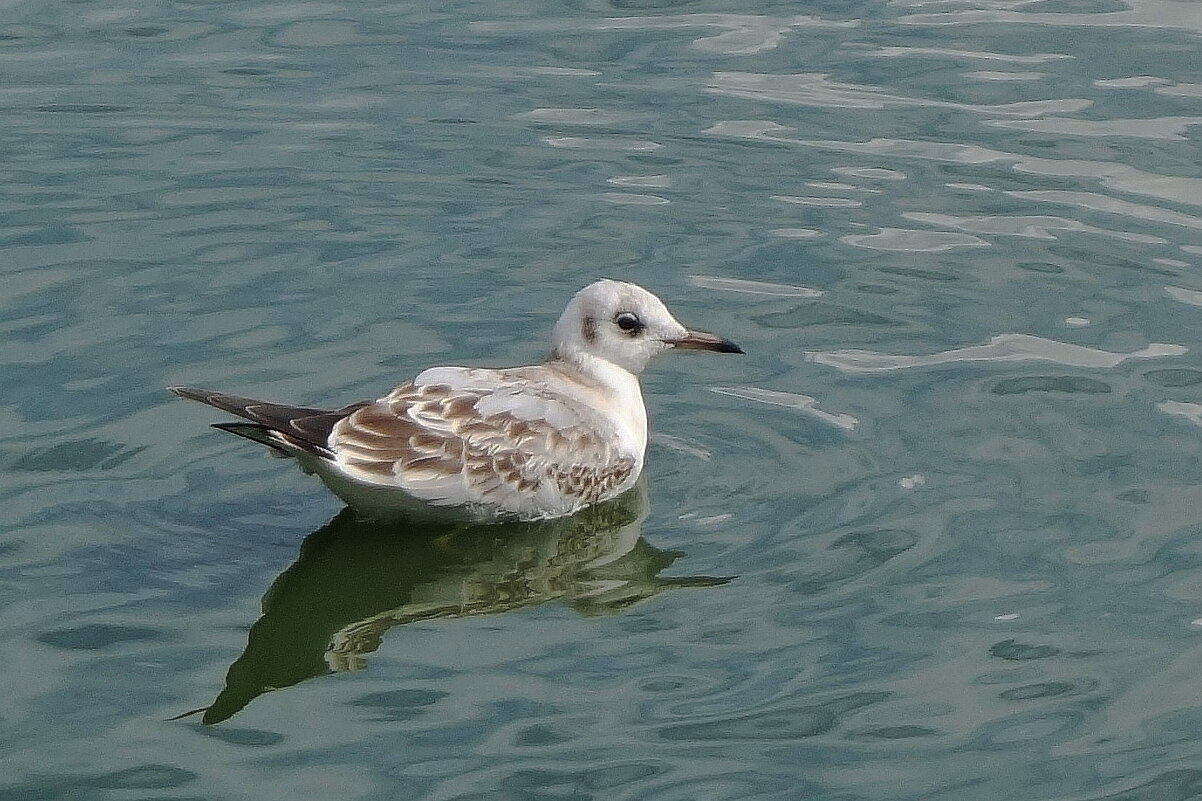 Чайки в городском парке - Рита Симонова Чайки в городском парке - Рита Симонова