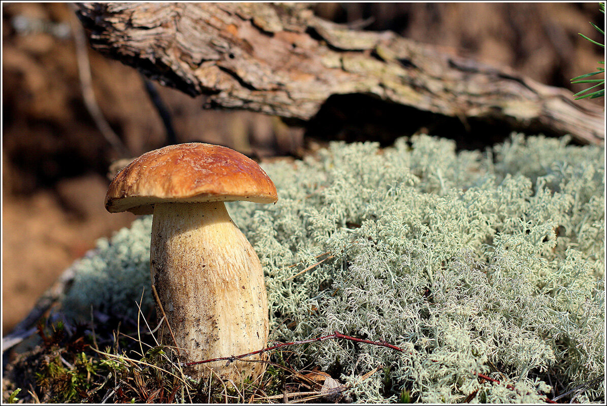 *** - Aleksandr Gal *** - Aleksandr Gal