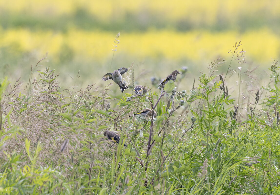 молодые щеглы - юрий макаров