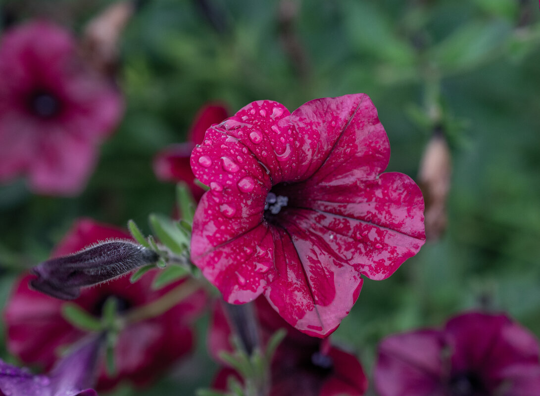 После дождя - Петр 