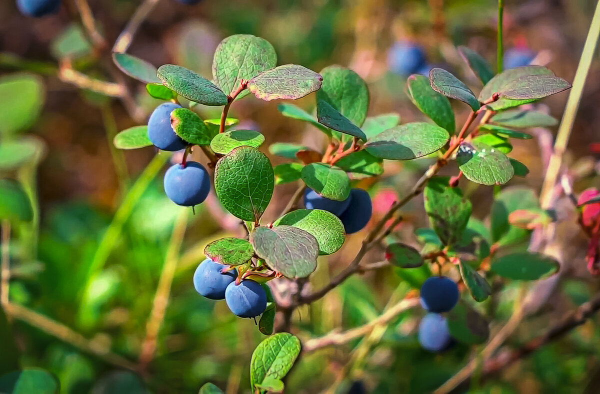 Голубика - Aleksey Afonin