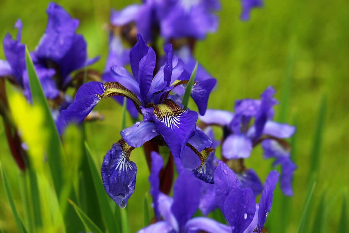 Доброе утро - Юрий. Шмаков