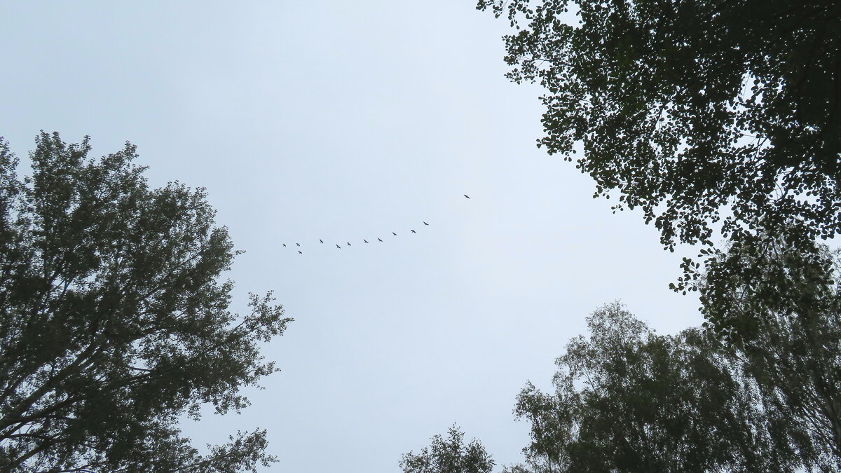 C возвращентем осени, Друзья, - rimgis 