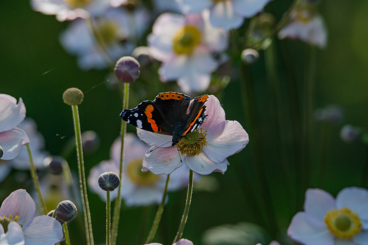 Последние дни лета.... - Sergey (Apg)