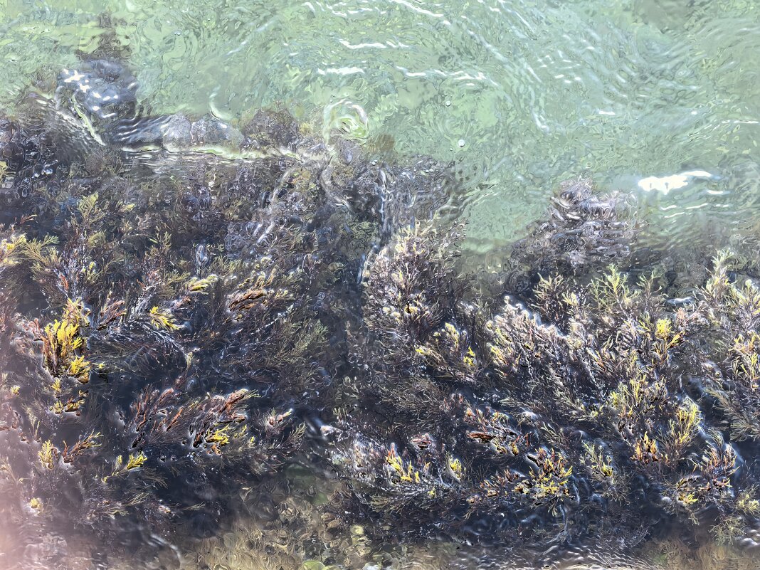 Подводный сад - Татьяна Михайлова