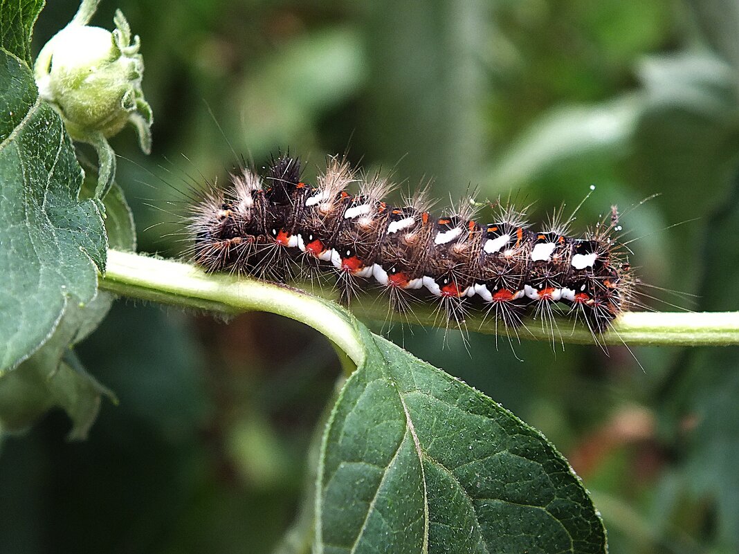 ** - Зоя Мишина