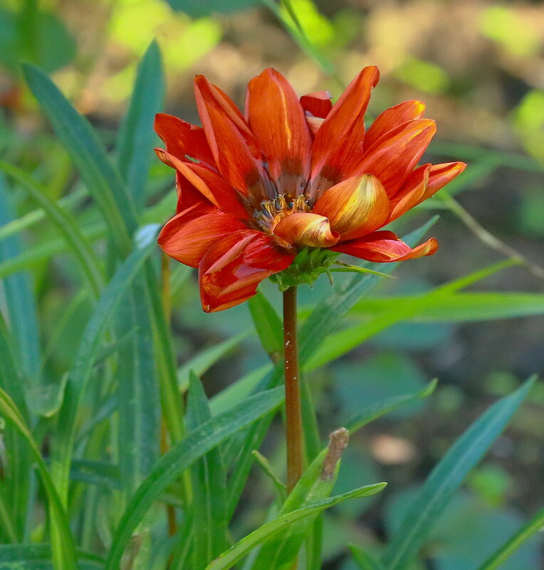 газания цветёт... - Andrey Bragin газания цветёт... - Andrey Bragin