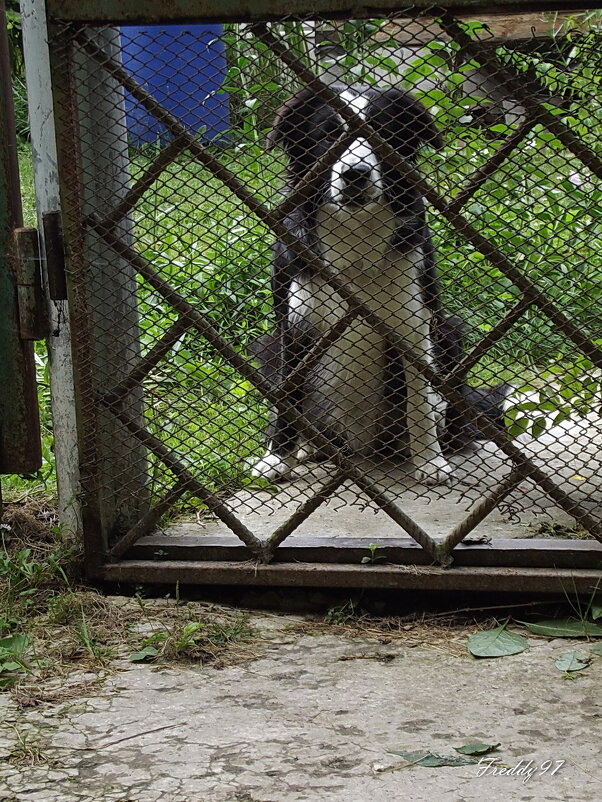 Жених - Freddy 97