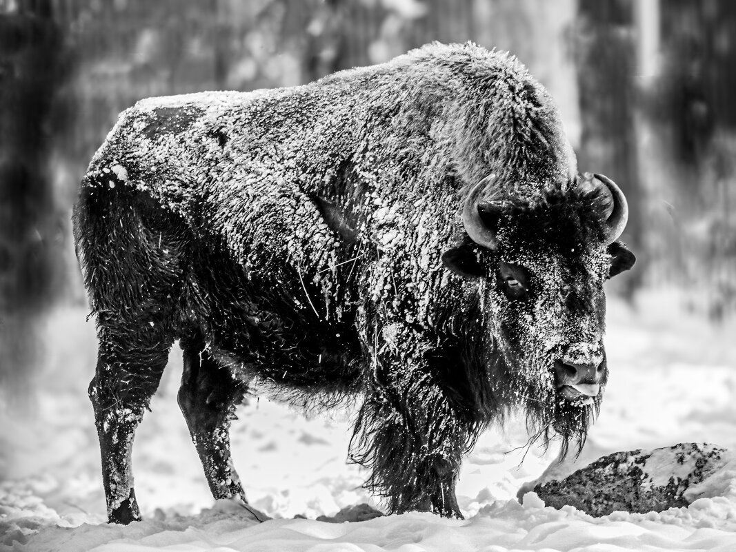Лесной бизон - Михаил Измайлов