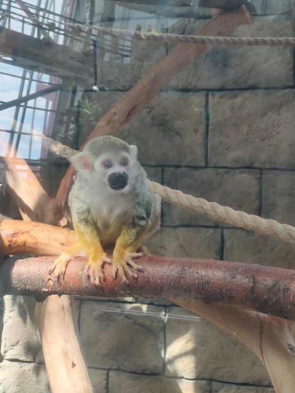 Обыкновенная беличья обезьяна - Ирэн 