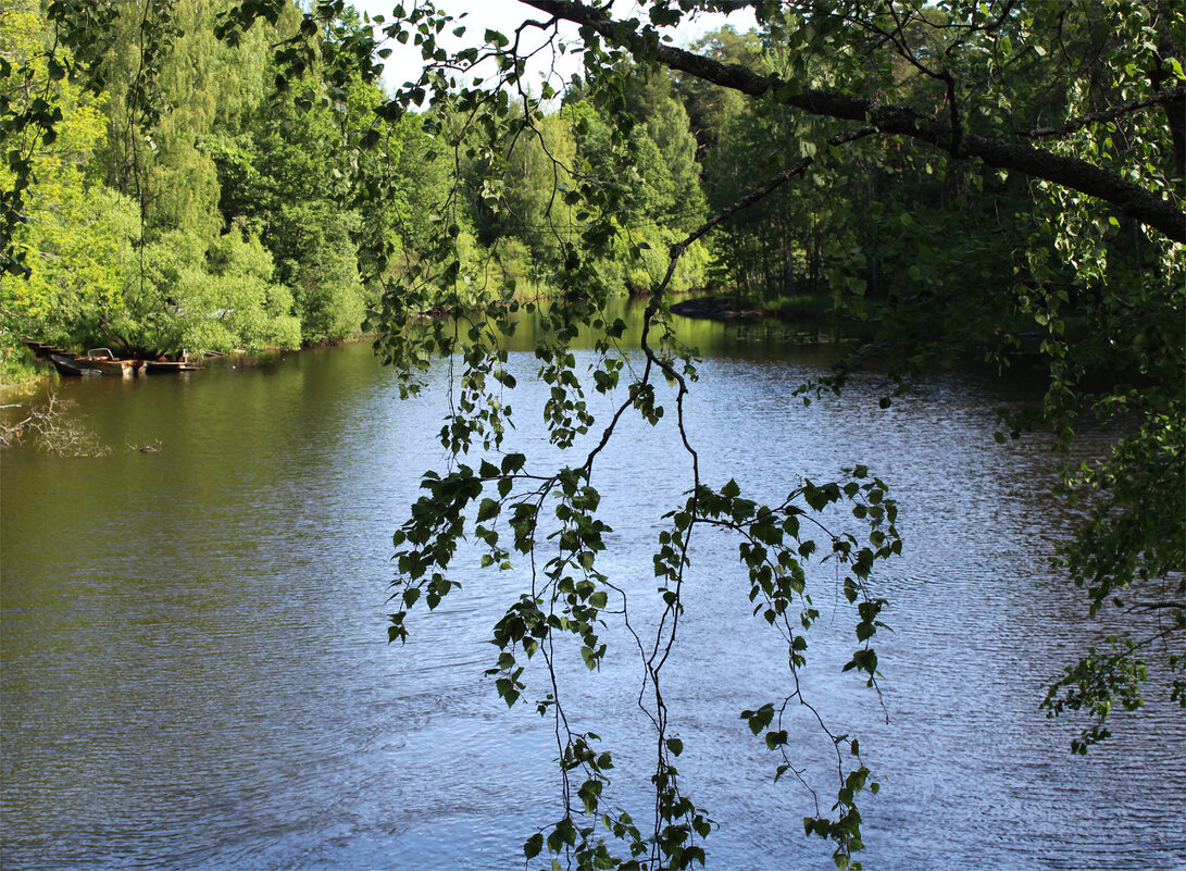 береза над озером - Любовь ***