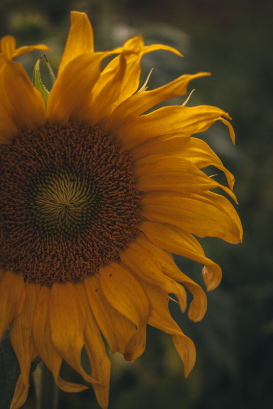 Осень подсолнух - Светлана Мишенёва