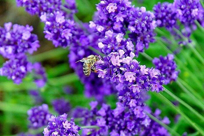 И было лето... - Елена 