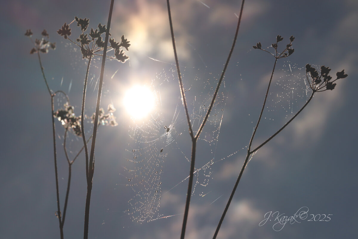 *** - Елена Kазак (selena1965)