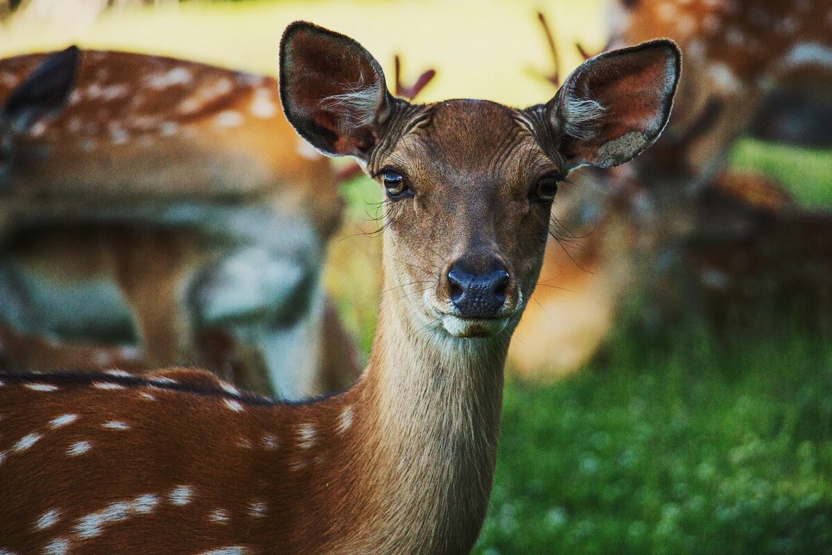 Принцесса.. - Василий 