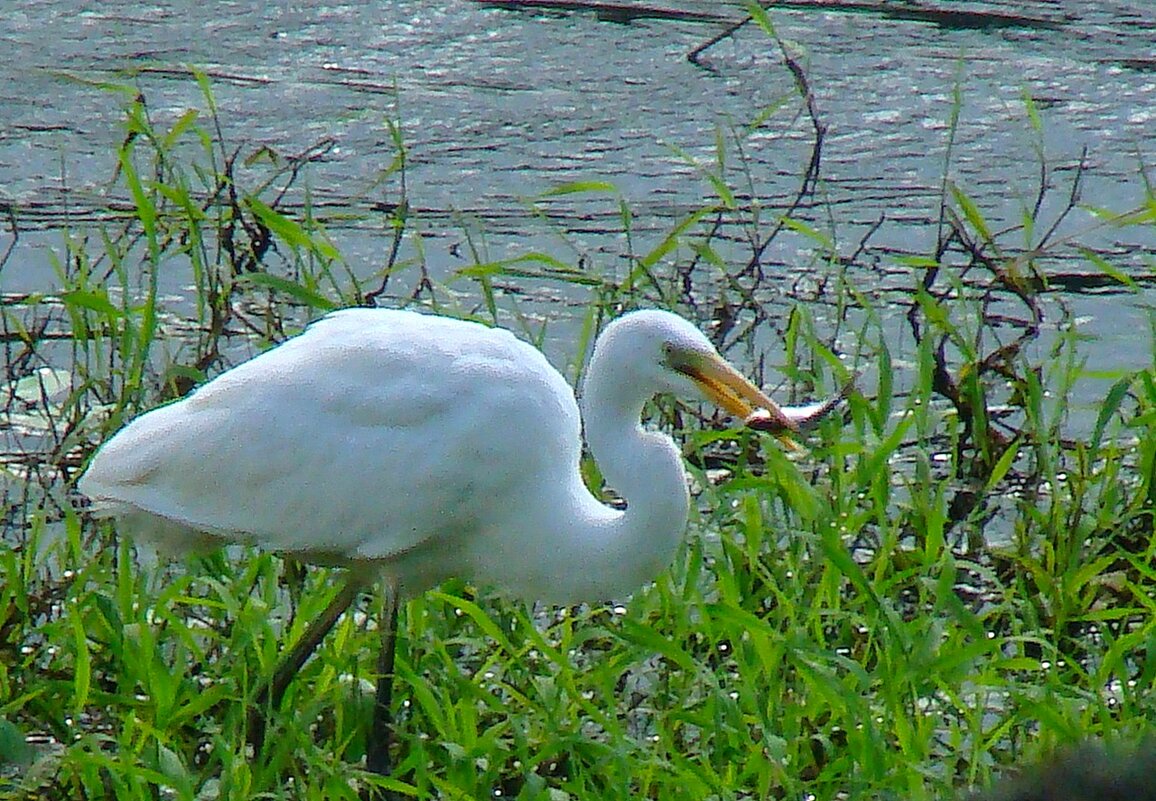 большая белая цапля с уловом - gawrilа - dan большая белая цапля с уловом - gawrilа - dan