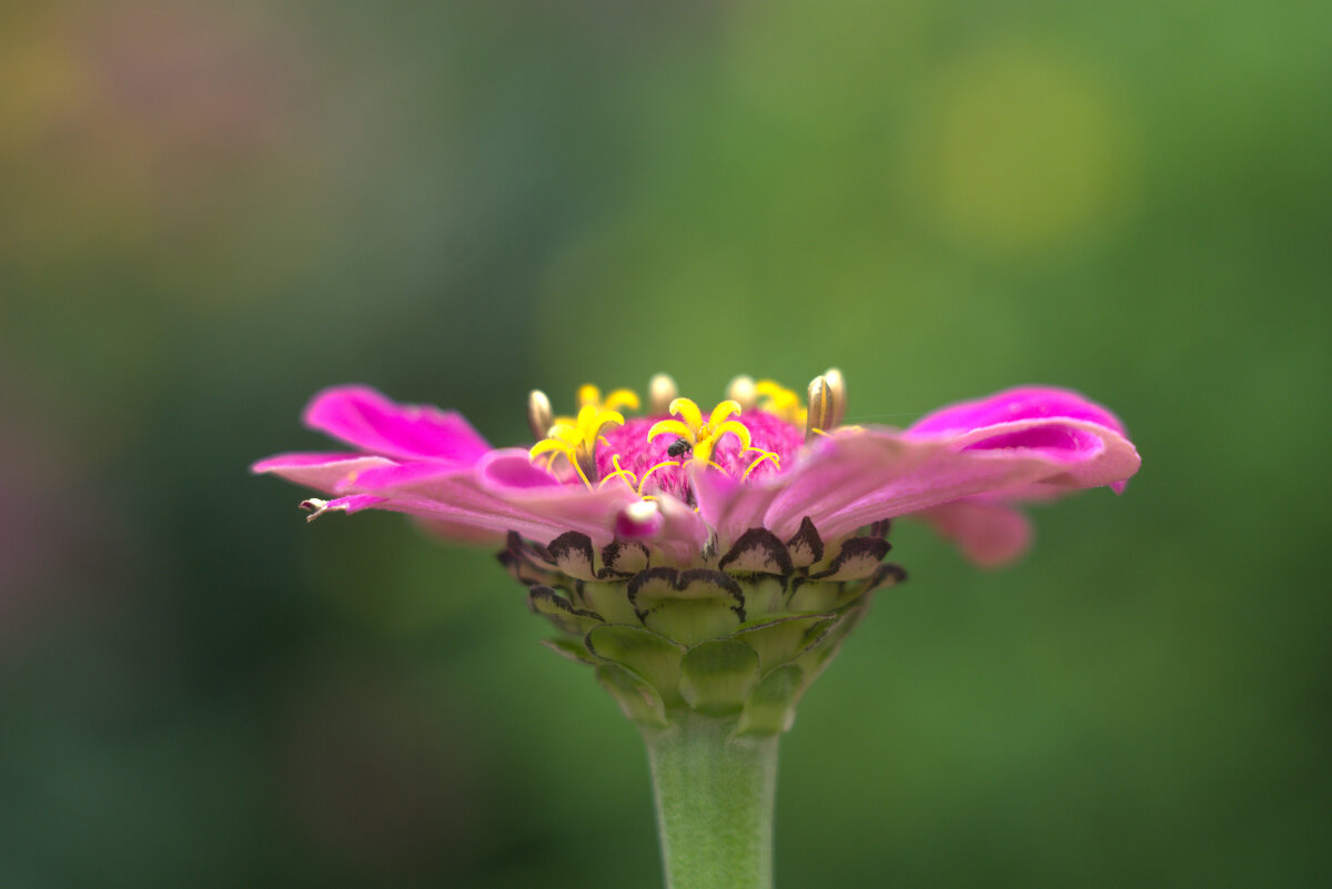 Цинния - Kventin Natabos 