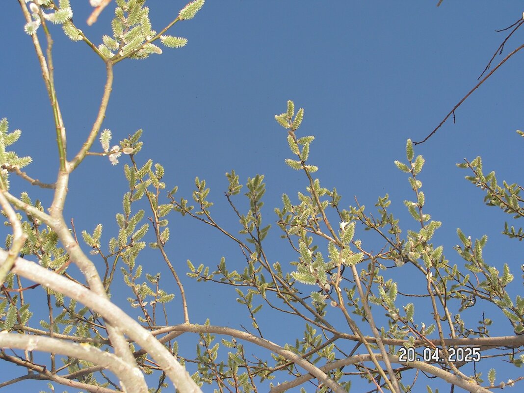 Цветение - fogmeadowww m