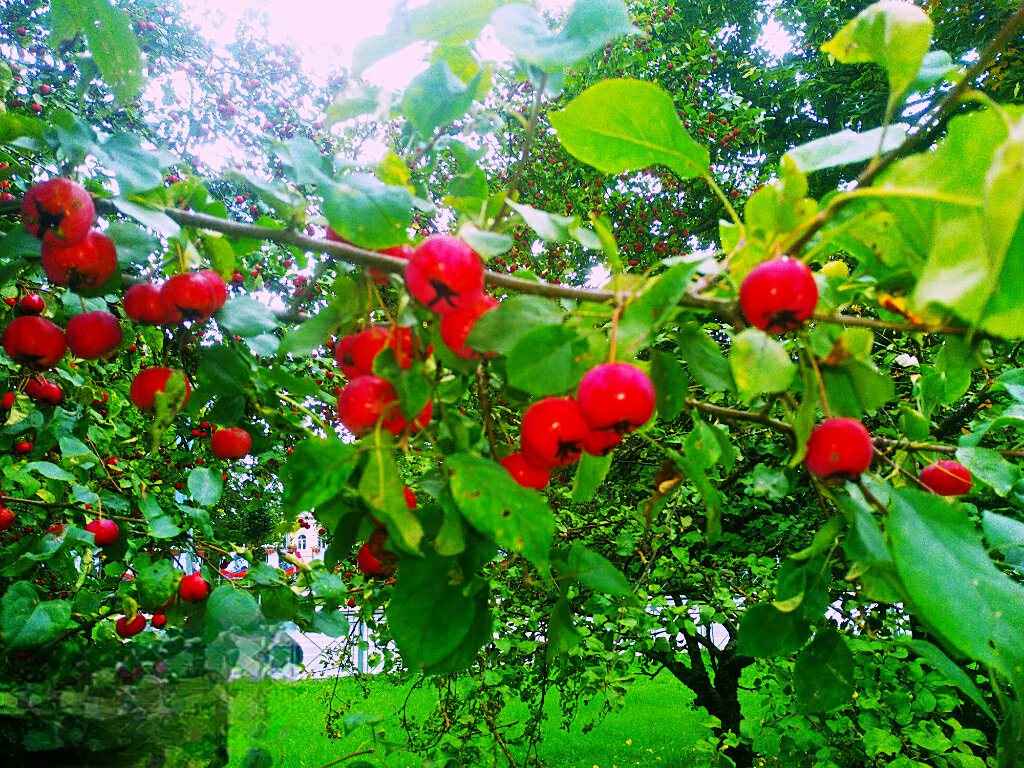 Яблочки - Сергей Кочнев