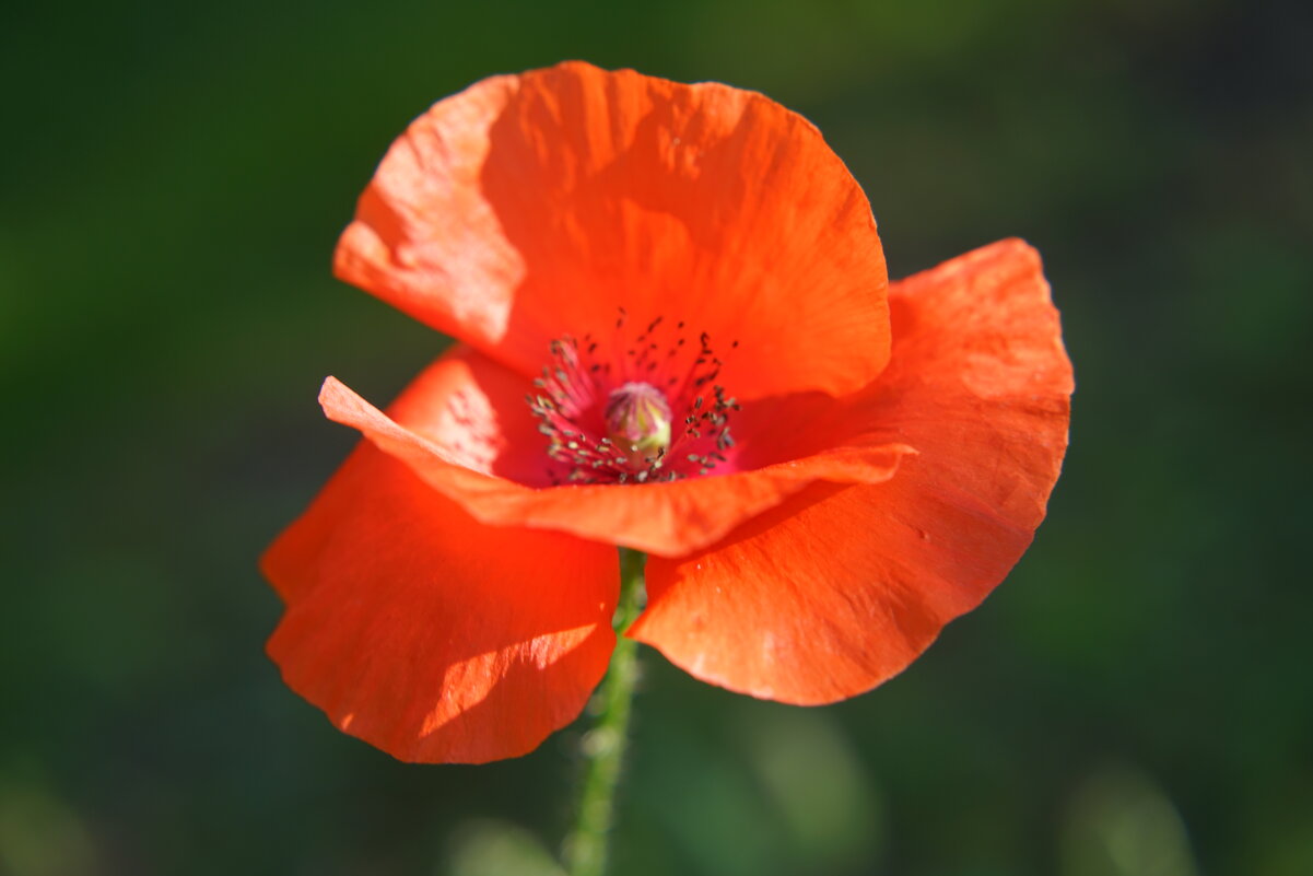 *** - Иван Литвинов