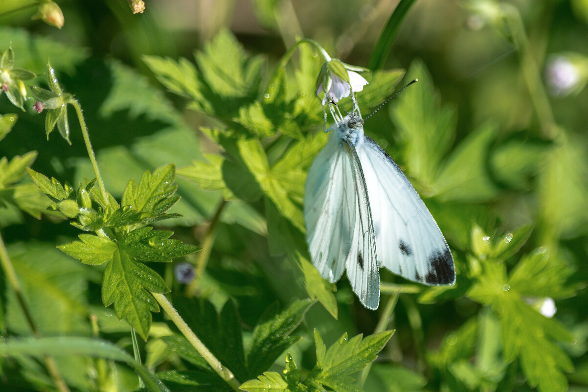 *** - Виктор Иванович Чернюк *** - Виктор Иванович Чернюк