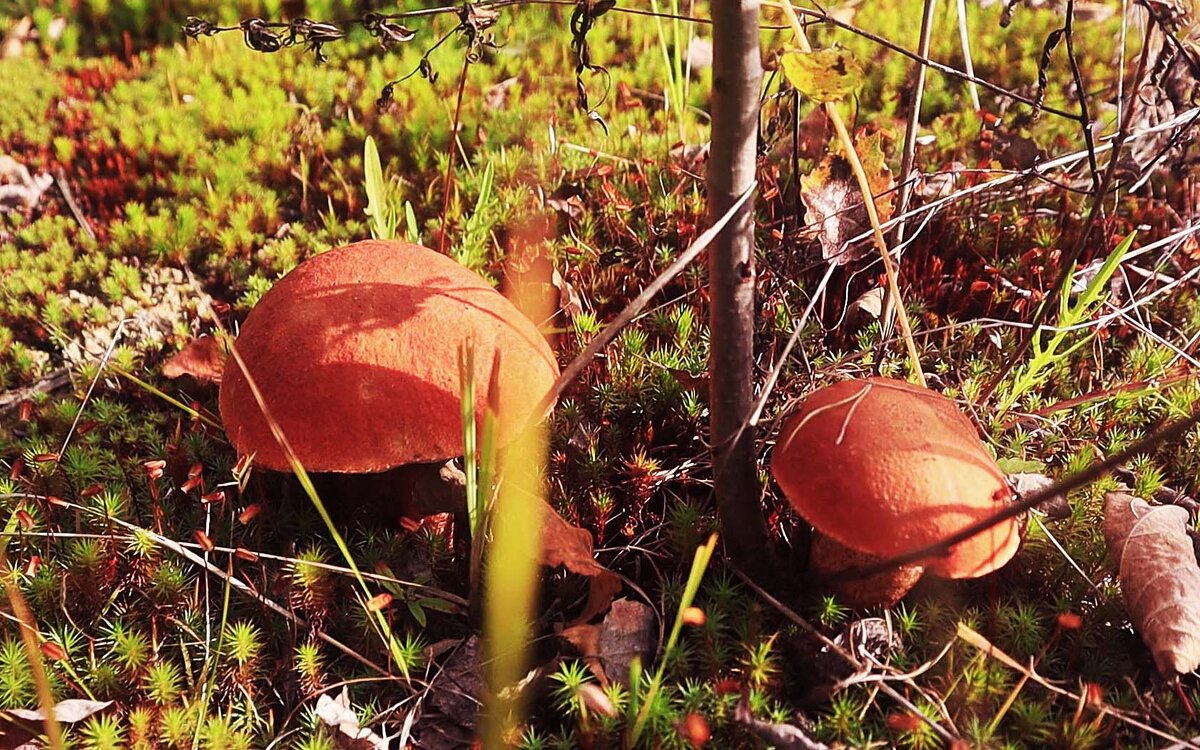 Август...Двое грибочков  на лесной полянке! - Владимир 