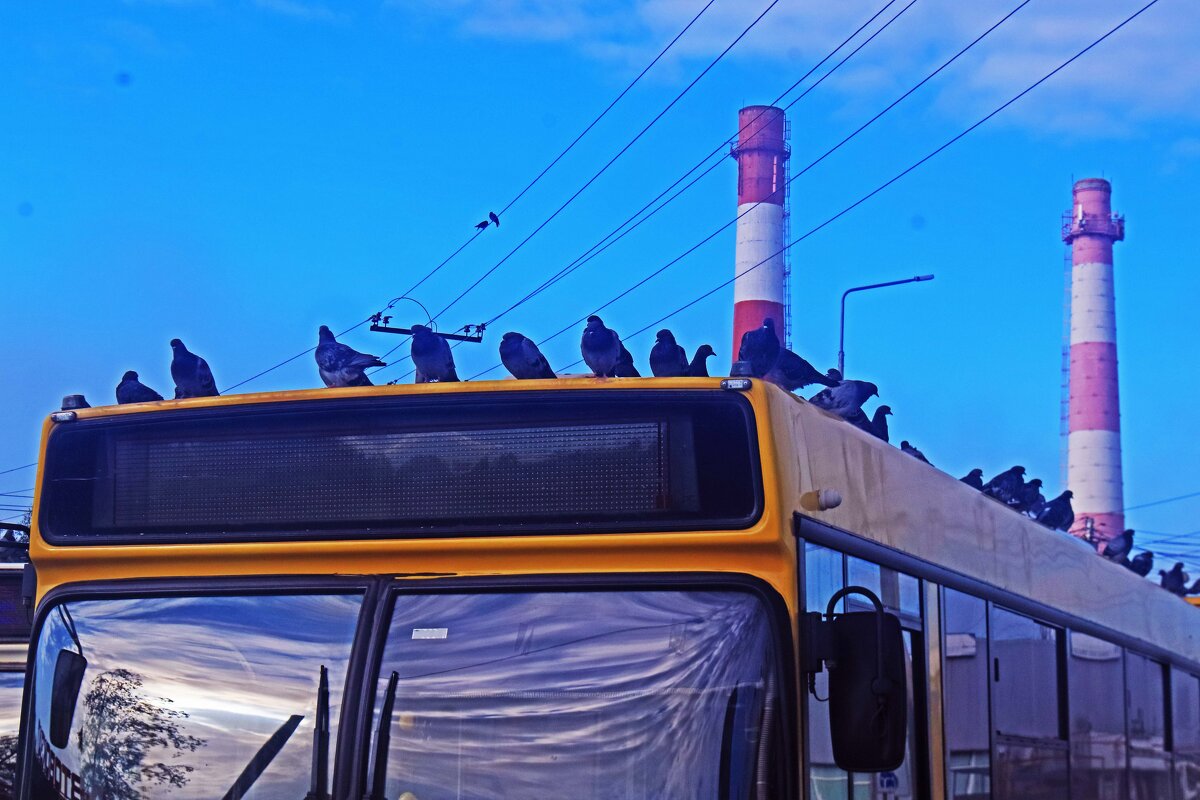 Автобус...голубиный насест! - Владимир 